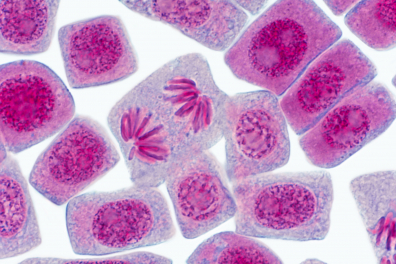 Mitose dans cellules de racine d'Ail - ANAPHASE x500